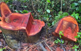 Chuyển hồ sơ sang công an điều tra vụ đốn 42 cây xanh ở Sóc Trăng