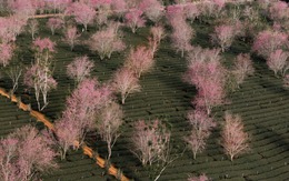 Đà Lạt làm bản đồ số 'săn' mai anh đào theo thời gian thực trên nền tảng Google Maps