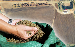 Video mùa phơi cà phê 'phủ nâu' Tây Nguyên đại ngàn