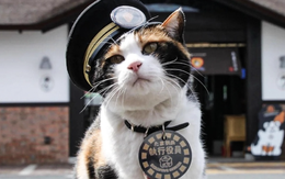 Một chú mèo vừa được bổ nhiệm làm... trưởng ga tàu