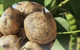 Gia đình 6 người nhập viện nghi ngộ độc sau khi ăn hạt cây củ đậu