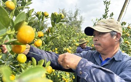 Thủ phủ quất cảnh Hội An chộn rộn vào vụ Tết, giá tăng so với mọi năm