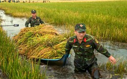 Bộ đội Cà Mau xuống đồng giúp dân cứu lúa bị ngập
