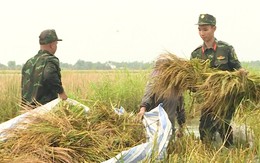 Bộ đội, dân quân Cà Mau giúp dân gặt lúa chạy ngập
