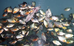 Liên tiếp phát hiện cá giống piranha, Malaysia cảnh giác