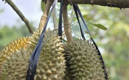 Dân Quảng Trị trồng thử sầu riêng, chất lượng trái ngang ngửa 'bản gốc'