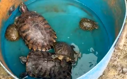 Kiểm tra điểm bán động vật phóng sinh ở Hóc Môn, phát hiện nhiều rùa tai đỏ