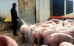 'Đau tim' với nuôi heo, gà: Người chăn nuôi trong thế khó