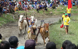 Sôi nổi đua bò vùng Bảy núi An Giang