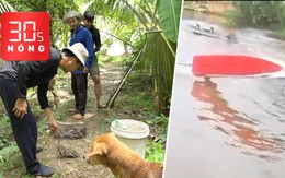 Bản tin 30s nóng: Săn chuột đồng mùa nước nổi miền Tây; Dừng giải đua vỏ lãi sau tai nạn