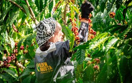 Để xây dựng thương hiệu Robusta Việt, cần tấm hộ chiếu nguồn gốc