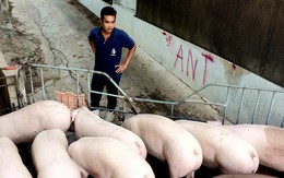 'Đau tim' với nuôi heo, gà: Đừng chỉ đổ lỗi cho thịt nhập, chính chúng ta cũng đang tự hại mình