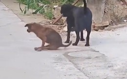 Chú chó hổ báo sợ quéo giò khi gặp chó 'đại ca'