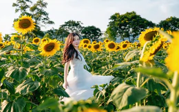 Lạc bước giữa sắc vàng cánh đồng hoa hướng dương lớn nhất Việt Nam