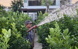 Quất Tết Hội An chưa vào vụ, nhiều vườn đã được ‘chốt sạch’