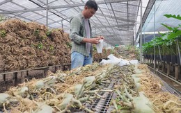 Cuộc thi Lan tỏa năng lượng tích cực 2026: Đưa hoa kiểng Sa Đéc vươn ra thị trường thế giới