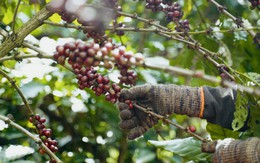 Để Robusta Việt thoát vai nguyên liệu, xây dựng thương hiệu riêng