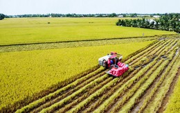 Đề xuất Chính phủ mở rộng trồng lúa chất lượng cao, phát thải thấp ra toàn vùng ĐBSCL