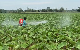 Nông dân vùng trồng rau màu mùa nước nổi bán được giá tăng 20%-30%