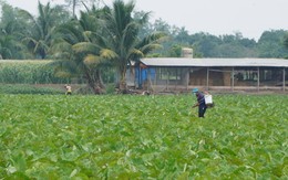Vùng trồng rau màu mùa nước nổi giúp nông dân bán được giá cao 20 - 30%