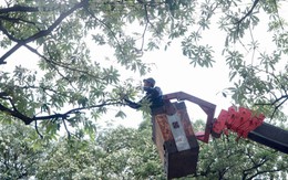 Công nhân cắt tỉa hoa sữa trên đường phố Hà Nội để giảm mùi hương 
