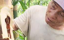 Săn ‘đặc sản’ sâu măng ở vùng cao Thanh Hóa