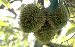 Đồng Nai ban hành đơn giá bồi thường cây trồng, sầu riêng cao nhất gần 12 triệu đồng/cây