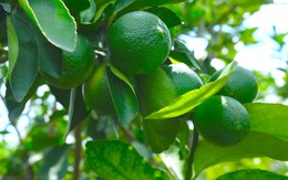 Chanh không hạt của nông dân Đồng Tháp đi châu Âu hàng trăm tấn mỗi năm