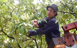 Công nhân cầm kéo cắt bớt hoa sữa trên phố Hà Nội