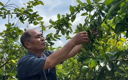 Bất ngờ hàng trăm tấn chanh không hạt của nông dân Đồng Tháp đi châu Âu mỗi năm