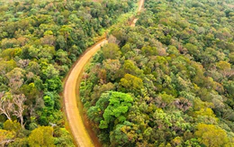 Có gần 826.000ha rừng, Quảng Ngãi tính cách thu tiền từ tín chỉ carbon