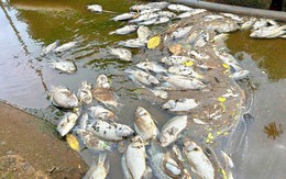 Đắk Lắk yêu cầu điều tra dấu hiệu xả thải, làm rõ vụ cá chết