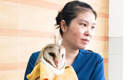 Chim cú lợn bị cắt lông cánh gây xôn xao ở Tân Bình, đã được kiểm lâm tiếp nhận
