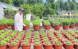Giá cả đầu ngày: Nhà vườn miền Tây vào vụ hoa Tết, vẹm xanh New Zealand, ốc hương Myanmar... vào mâm cơm Việt