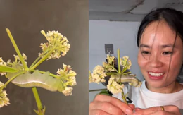 Được tặng hoa kèm 'thú cưng', cô gái khiến dân mạng bật cười vì phản ứng sau đó