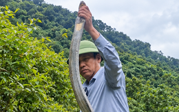 Rắn hổ mang chúa dài 2,5 mét bò lên giường nhà dân, kiểm lâm bắt thả về rừng