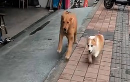 Hai chú chó rủ nhau đấu 'võ mồm'