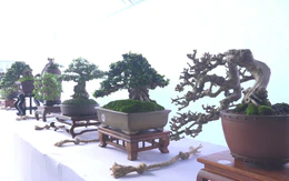 Cuộc thi Lan tỏa năng lượng tích cực 2026: Bonsai tí hon gói trọn niềm đam mê trong từng tán lá