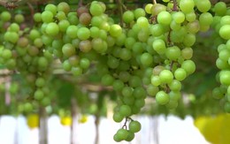 Cận cảnh 'nho kẹo Ninh Thuận' trĩu quả, trồng trong nhà lưới ở miền Tây