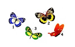Quiz: Điều gì thu hút tâm hồn bạn nhất?