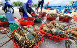 Trung Quốc cùng nhiều nước châu Á tăng nhập rau quả, thủy sản, Việt Nam thu về 56 tỉ USD trong 9 tháng