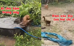 Chú chó bị đàn vịt 'đánh' sấp mặt vì tội vô ý