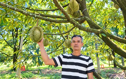 Nông dân Đà Nẵng trồng sầu riêng thành công, có cây thu 27 triệu/mùa
