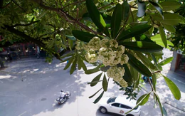 Hà Nội muốn mỗi phố một loài cây, chuyên gia khuyên trồng đan xen