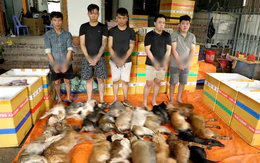 Dân phản ánh mất chó, công an phát hiện căn nhà quây kín, bắt nhóm trộm chó chuyên nghiệp