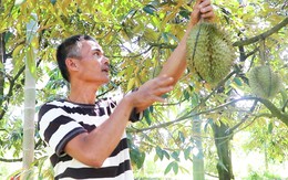 Người nông dân xây nhà tiền tỉ nhờ tiên phong trồng sầu riêng ở Đà Nẵng