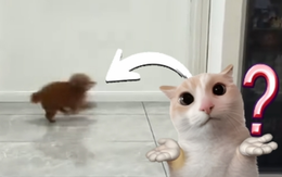 Chú chó giả vờ ngủ khi bị phát hiện ăn vụng