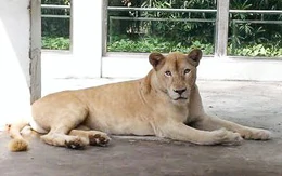 Vĩnh biệt Mimi, cô sư tử trắng cuối cùng của Thảo cầm viên Sài Gòn
