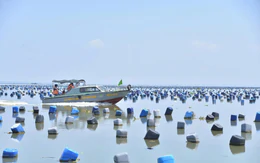 Phát sinh hàng trăm héc ta diện tích hàu không phép trên biển ở Đồng Tháp