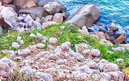 Đổ hơn 3 tấn ghẹ chết ra khu vực bãi biển, một người bị phạt hơn 16 triệu đồng